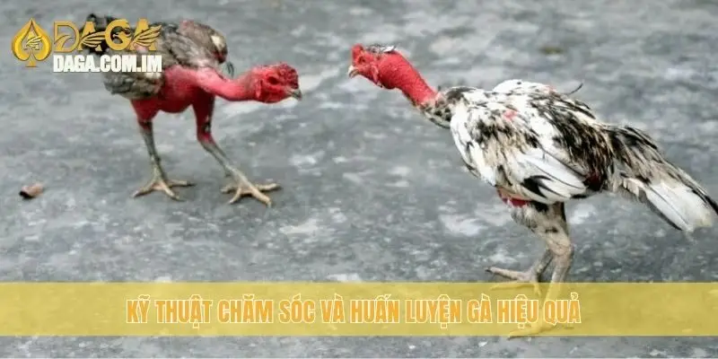 Kỹ thuật chăm sóc và huấn luyện gà hiệu quả