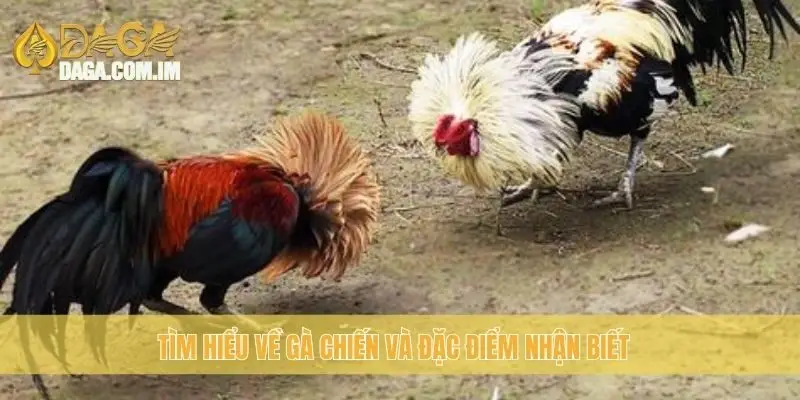 Nhận biết gà chiến: bí quyết chọn gà chiến thắng cùng daga 1 Tìm hiểu về gà chiến và đặc điểm nhận biết