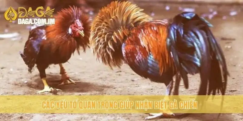Nhận biết gà chiến: bí quyết chọn gà chiến thắng cùng daga 2 Các yếu tố quan trọng giúp nhận biết gà chiến