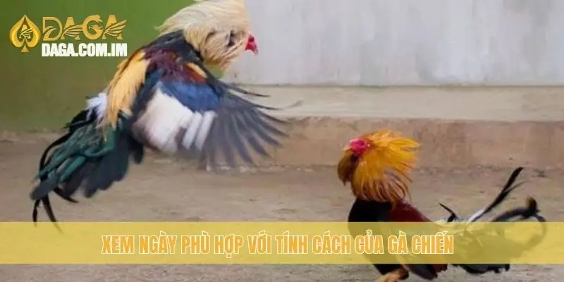 Xem ngày phù hợp với tính cách của gà chiến